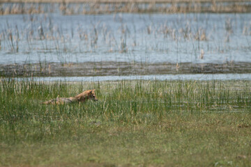 Sri Lankan Golden Jackol in Wilpattu National Park, Sri Lanka 