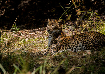 Sri Lankan Leopard  in Wilpattu National Park, Sri Lanka 