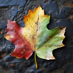 A vibrant fall leaf with shades of red, yellow, and green.