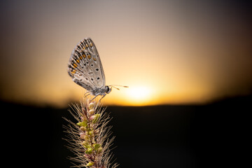 Butterfly macro detail photo wonderful wings and butterfly patterns