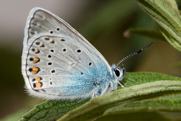 Butterfly macro detail photo wonderful wings and butterfly patterns