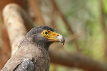 Sri Lankan Birds in Wilpattu National Park, Sri Lanka 