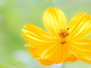 秋の公園や花壇を彩るコスモス（キバナコスモス）のある風景。背景。自然風景素材。