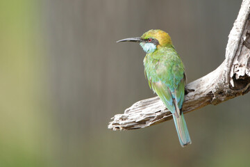 Sri Lankan Birds in Wilpattu National Park, Sri Lanka 