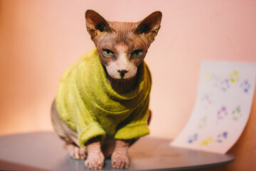 Bald cat of Canadian Sphynx breed dressed in green yellow warm sweater is standing on a table and...