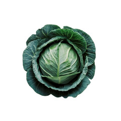 Fototapeta premium cabbage isolated on white background.