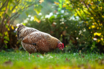 Bielefelder Kennhuhn