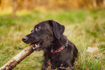 Black dog with a stick playing outdoor. 