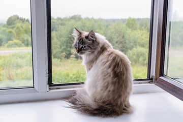 Neva masquerade cat is sitting by a window, looking out at the trees. Close up.