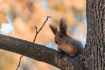 Wildlife: A squirrel, a forest dweller, shows off its grace and agility while sitting on a tree branch. Cute red squirrel with a fluffy tail