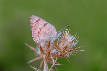 Mesopotamian Colotis butterfly (Colotis fausta)