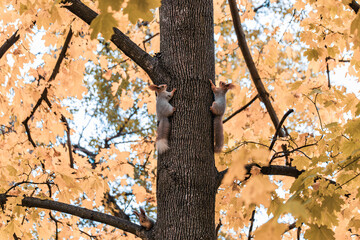 Wildlife: A squirrel, a forest dweller, shows off its grace and agility while sitting on a tree branch. Cute red squirrel with a fluffy tail