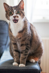 Pauline - die temperamentvolle  Schönheit mit seidigem Fell und geöffnetem Mund