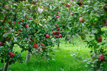 Red apples grow on tree in garden