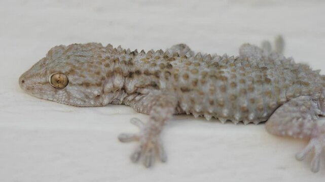 Close-up of Mediterranean wall gecko lizard (Tarentola mauritanica)