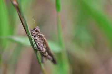 Close-up view of grasshopper on grass field