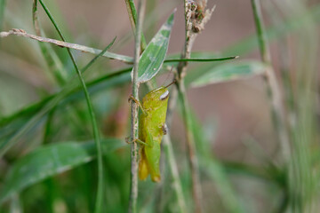 Close-up view of grasshopper on grass field