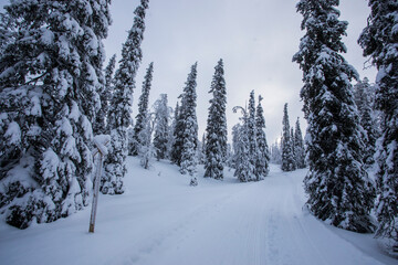 Fototapeta premium Winter landscape in Pallas Yllastunturi National Park, Lapland, Finland