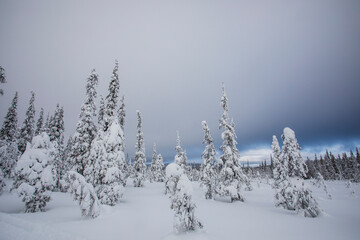 Winter landscape in Pallas Yllastunturi National Park, Lapland, Finland