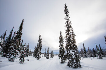 Winter landscape in Pallas Yllastunturi National Park, Lapland, Finland