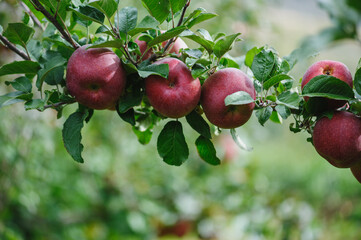 Red apples grow on tree in garden