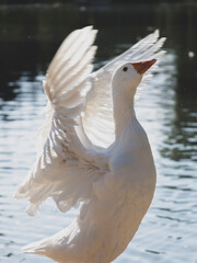 cute goose in the lake