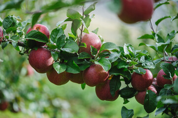Red apples grow on tree in garden