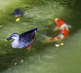 優雅に泳ぐカモと赤いコイ　秋の日
