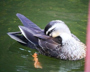 背中をカキカキするカモ　秋の公園