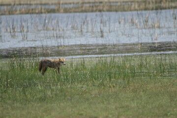 Sri Lankan Golden Jackol in Wilpattu National Park, Sri Lanka 