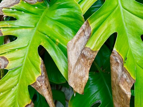 Rhaphidophora Tetrasperma Mini Monstera Ginnie Ginny leafs in bright greenhouse indoor houseplant foliage tropical foliage