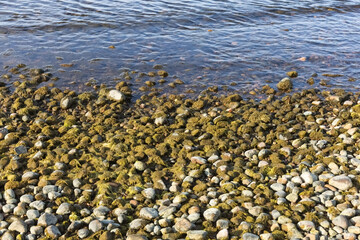 Sea pebbles, stones and seaweed on the seashore. Photo