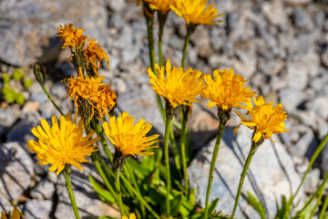 Flowers in blossom in spring and summer in the mountain valley of the Alps. Alpine meadow full of beautiful colorful blooming flowers and green grass with the mountain rocky peaks on the background