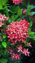 Fototapeta premium Ixora javanica (ASOKA FLOWER) or Ixora flower