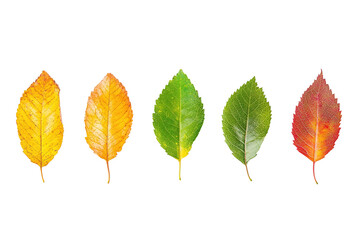 Fototapeta premium Three leaves of different colors, one yellow, one green, and one brown. on transparent background.