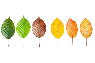 Three leaves of different colors, one yellow, one green, and one brown. on transparent background.