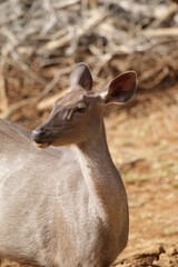 Sambar Deer in Wilpattu National Park, Sri Lanka 