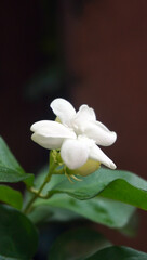 white jasmine flowers