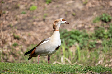 A striking and elegant Egyptian goose stands gracefully amidst its lush and vibrant surroundings filled with greenery