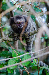 Rio de Janeiro - Mico Monkeys