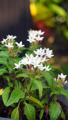 Pentas White flower or Pentas lanceolata