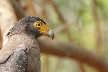 Sri Lankan Birds in Wilpattu National Park, Sri Lanka 