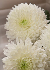 a chrisantnemum white delitsate, fluffy petals and a greenish center against a soft, blurred back ground.