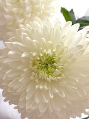 a chrisantnemum white delitsate, fluffy petals and a greenish center against a soft, blurred back ground.