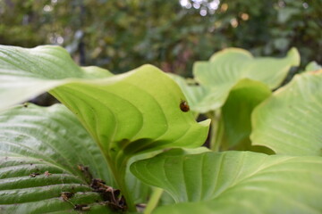 leaves of plants in the garden