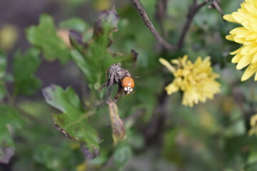 ladybug on a leaf