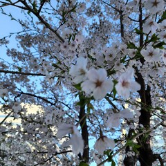 cherry blossom spring flowers tree