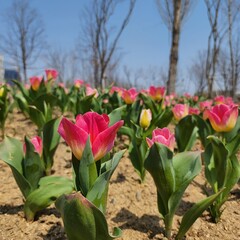 pink tulip spring flowers field 