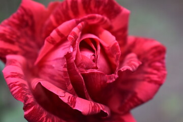 red rose in the garden