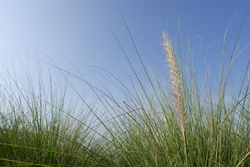Photograph of wild flowers against a sky background